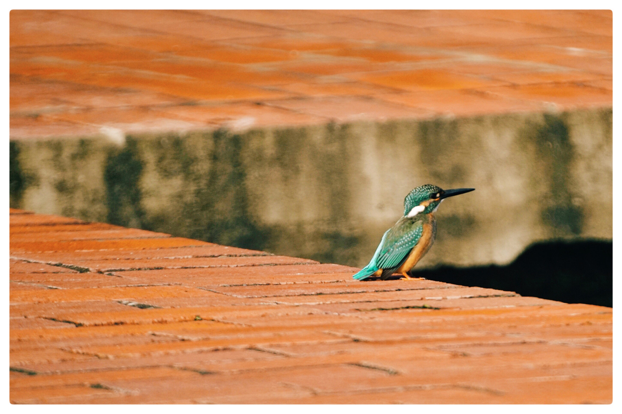 Sony 500mm F8 Reflex sample photo