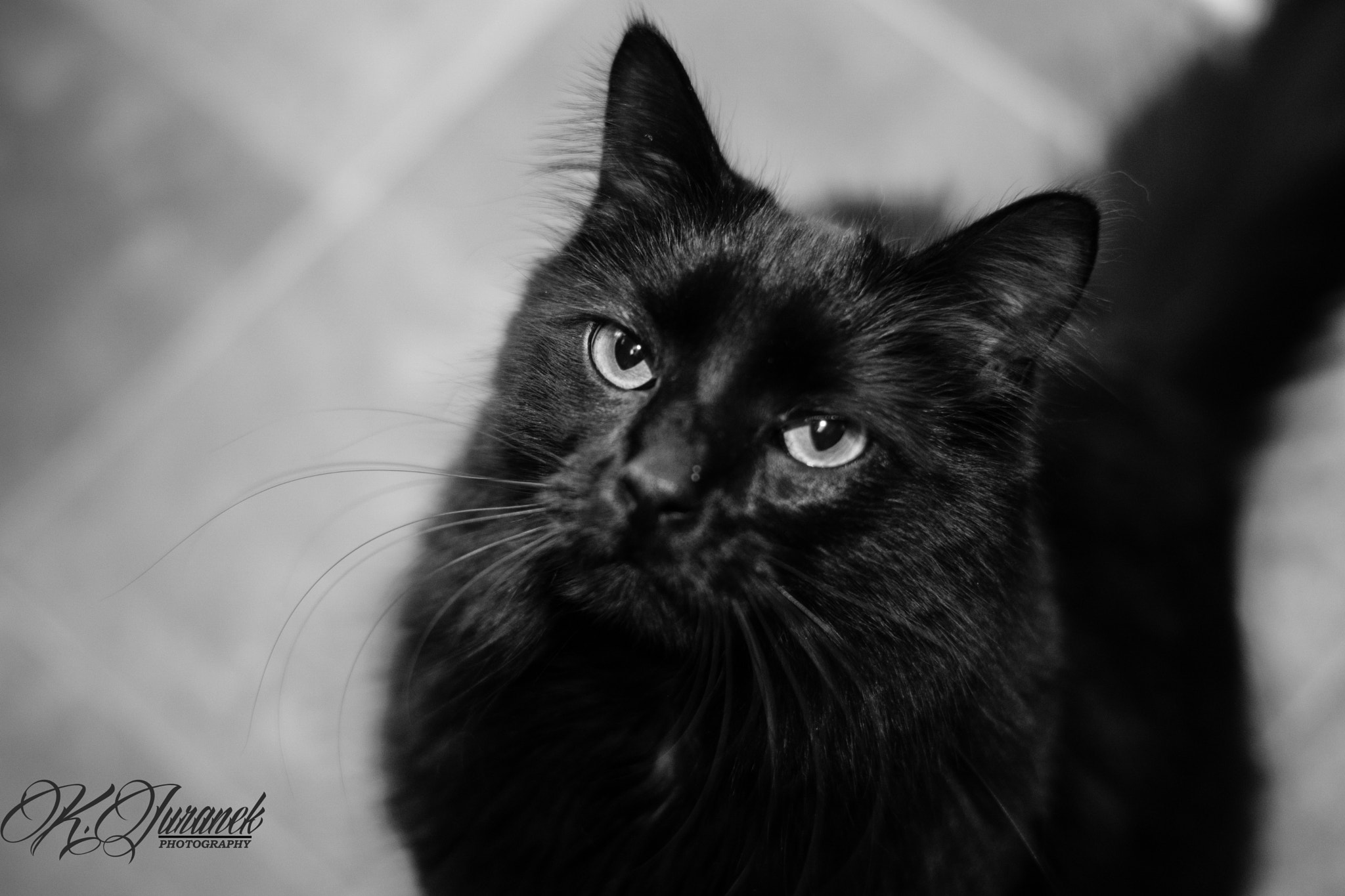 Sony FE 50mm F1.8 sample photo. Onyx the cat photography