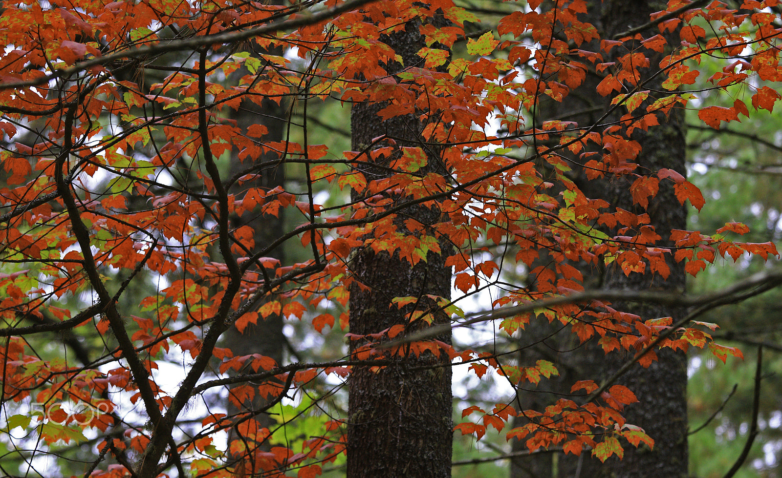 Canon EF 70-200mm F4L IS USM sample photo. Seeing red -algonquin provincial park photography