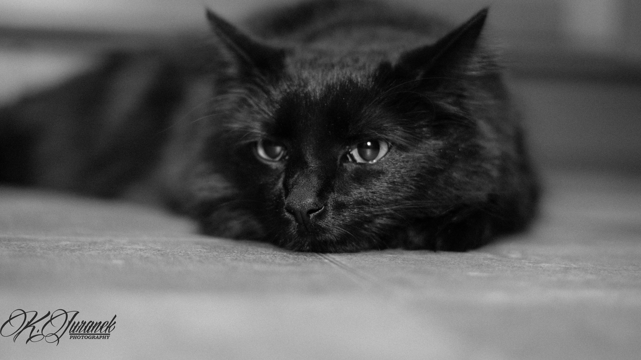 Sony FE 50mm F1.8 sample photo. Onyx the cat photography