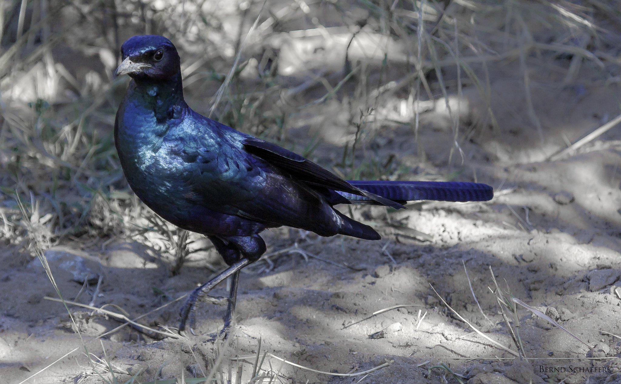 Canon EF 100-400mm F4.5-5.6L IS USM sample photo. Meve's starling photography