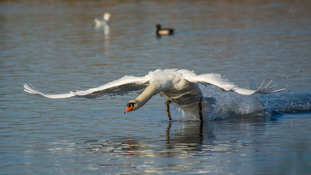 Sigma 50-500mm F4.5-6.3 DG OS HSM sample photo. Mute swan photography