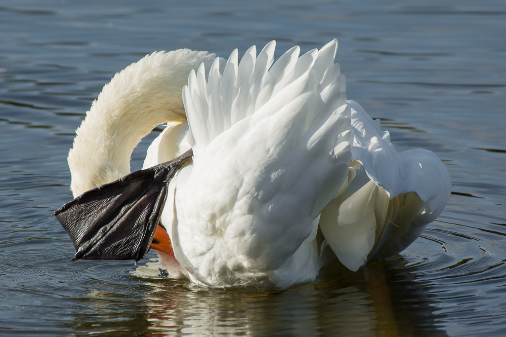 Nikon D7100 + Sigma 50-500mm F4.5-6.3 DG OS HSM sample photo. Posing swan photography