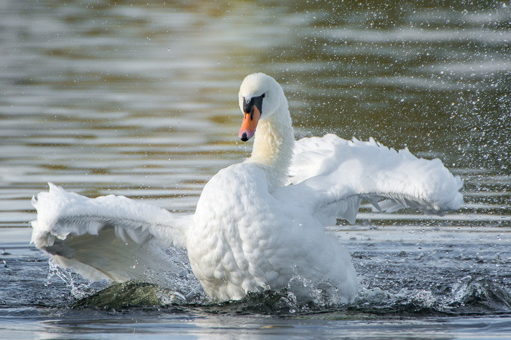 Nikon D7100 + Sigma 50-500mm F4.5-6.3 DG OS HSM sample photo. Bathing photography