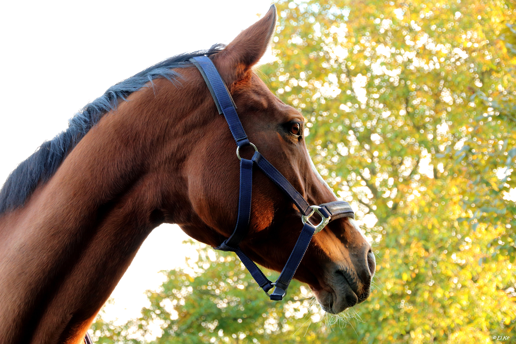 Canon EF-S 15-85mm F3.5-5.6 IS USM sample photo. Portrait of a horse photography