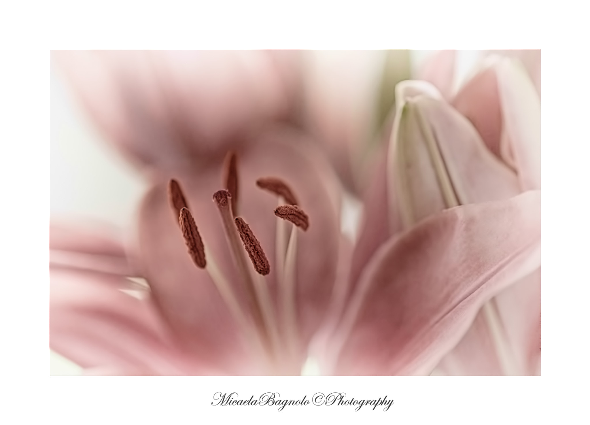 Nikon D5000 sample photo. Delicatezza photography