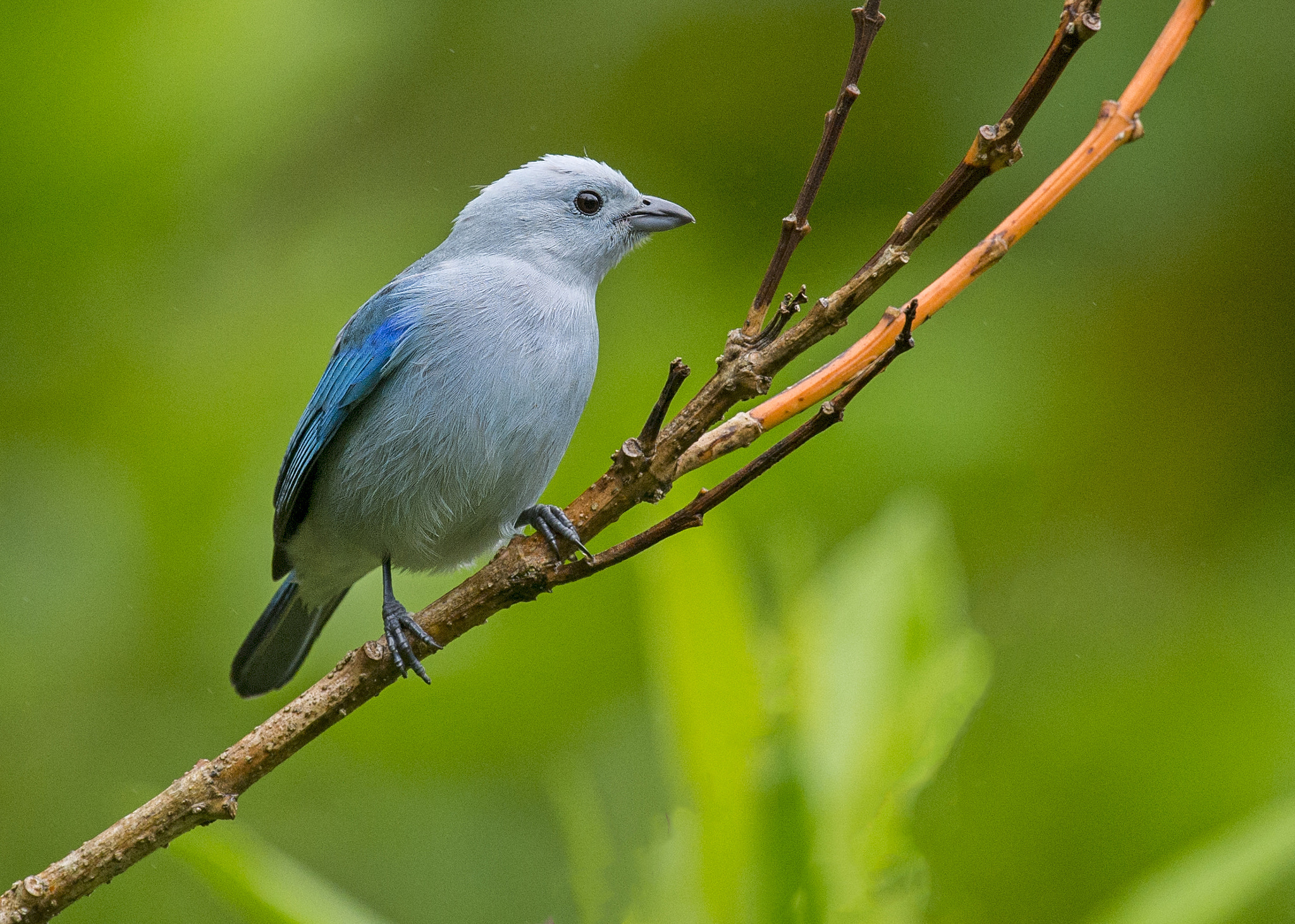 Nikon D4 + Nikon AF-S Nikkor 600mm F4G ED VR sample photo. Blue - gray tanager photography