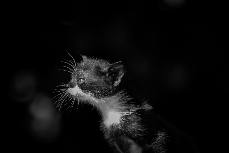 Sigma 70-200mm F2.8 EX DG OS HSM sample photo. Black cat photography
