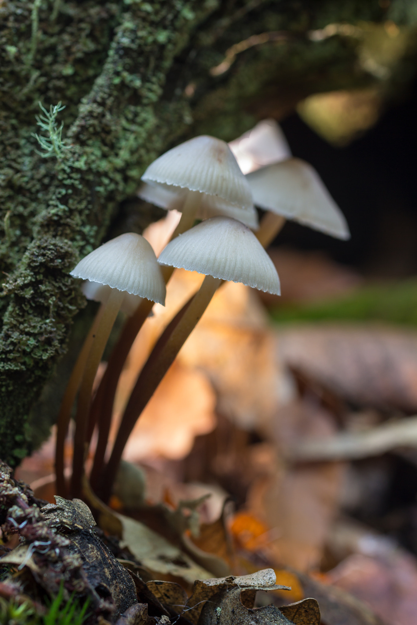 Canon EOS 60D + Sigma 50mm f/2.8 EX sample photo. Mycena sp photography