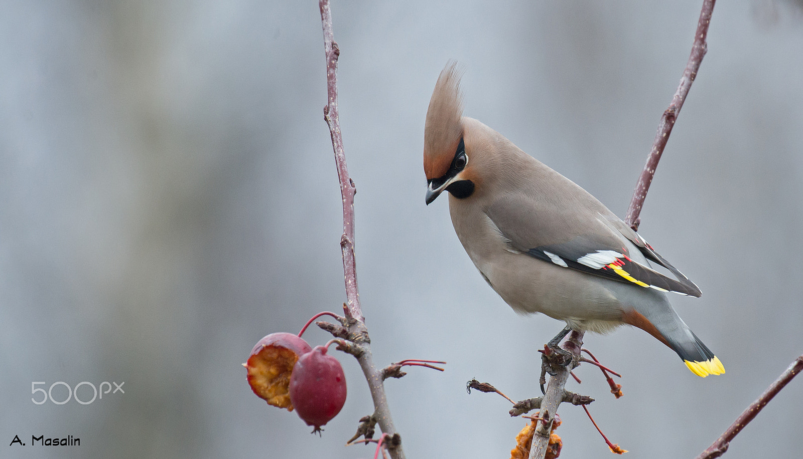 Nikon AF-S Nikkor 200-500mm F5.6E ED VR sample photo. Bohemian waxwing photography