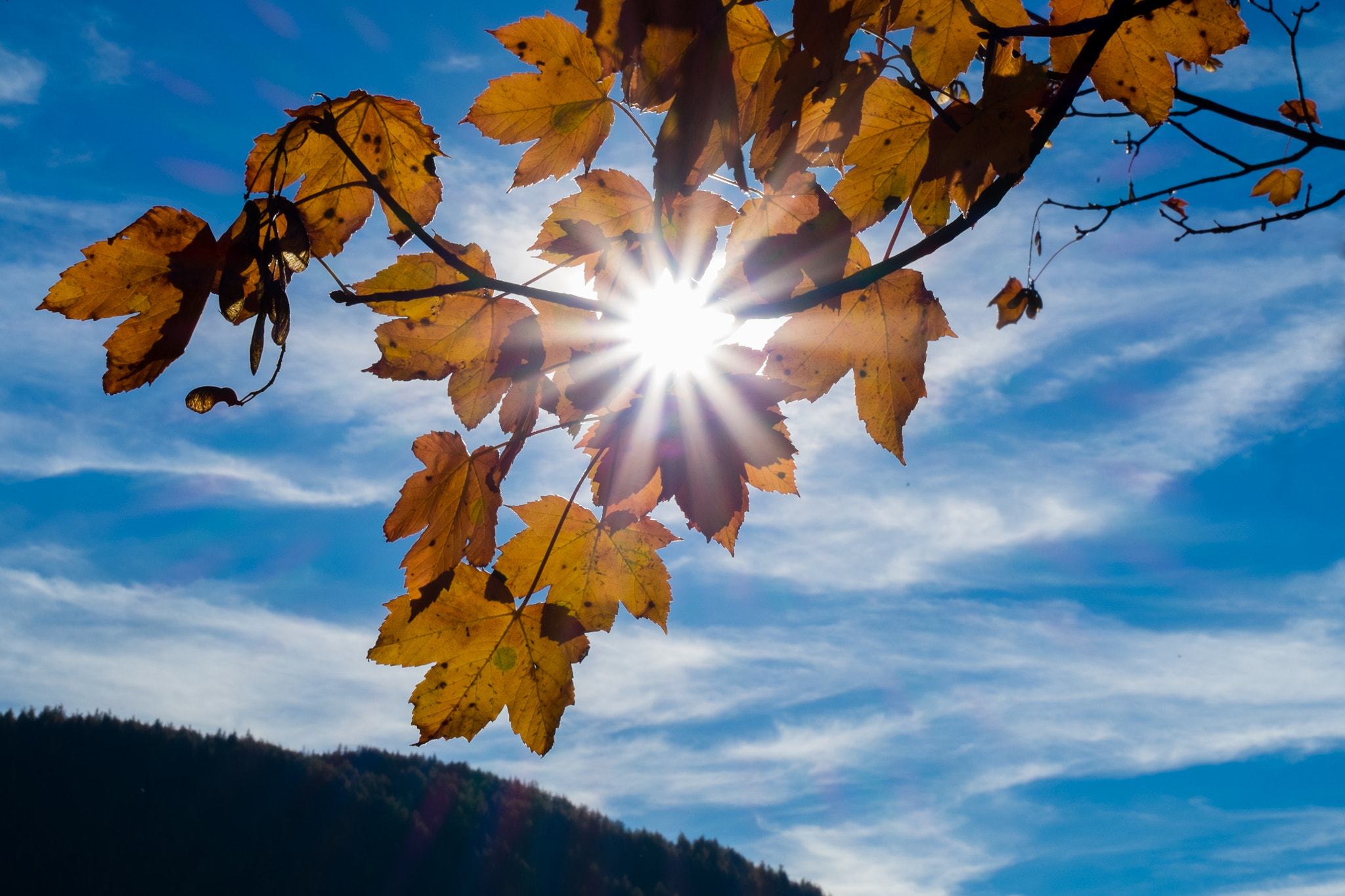 Fujifilm X-T1 + Fujifilm XC 16-50mm F3.5-5.6 OIS II sample photo. Golden autumn photography