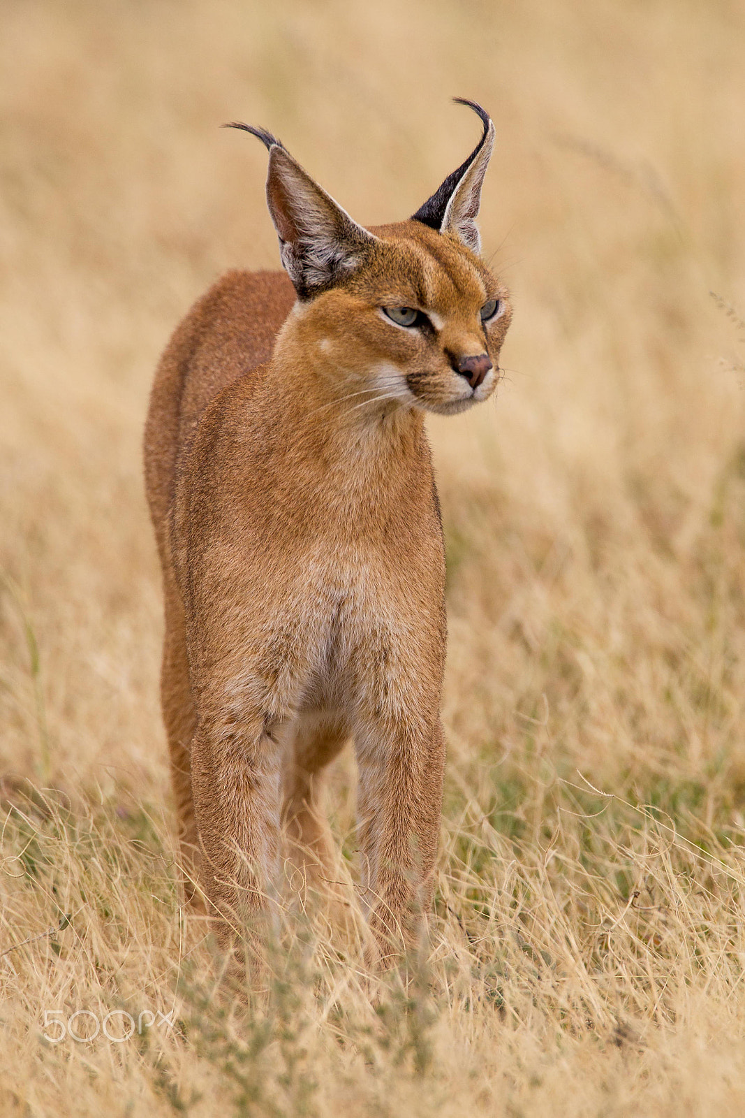 Canon EF 500mm F4L IS USM sample photo. Caracal photography