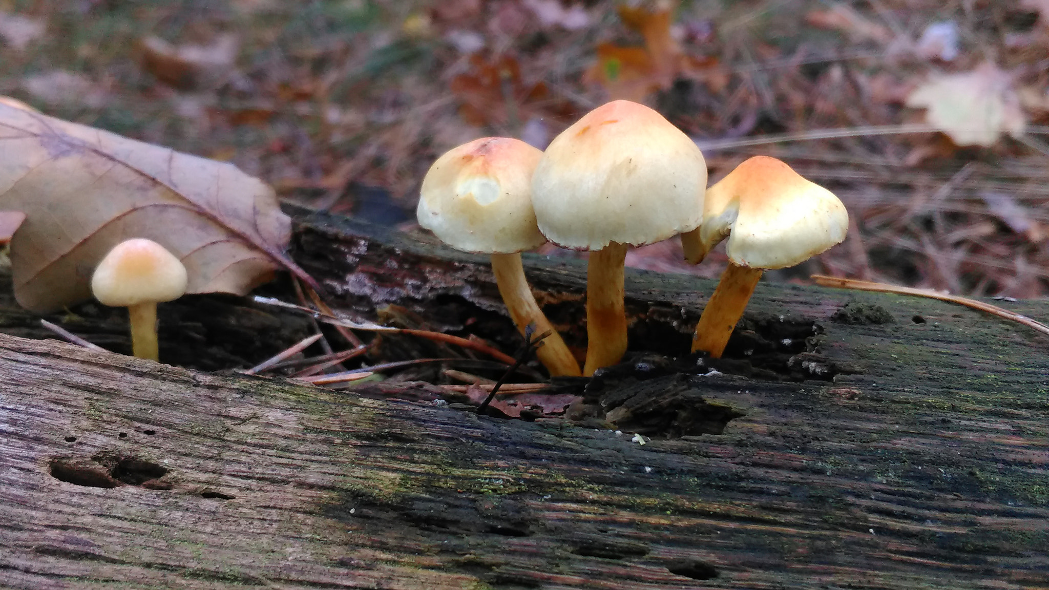 HTC ONE M8S sample photo. Mushrooms photography