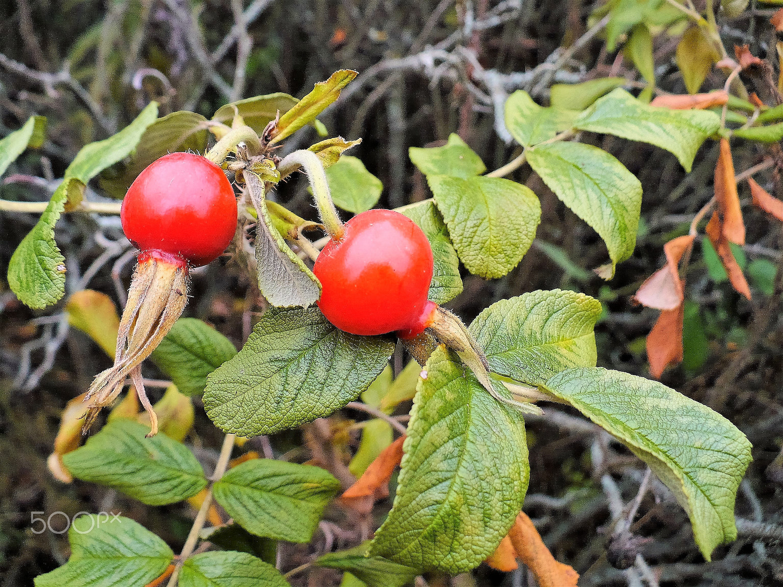 Panasonic DMC-LZ7 sample photo. Rosehip berries. Ягоды шиповника. photography
