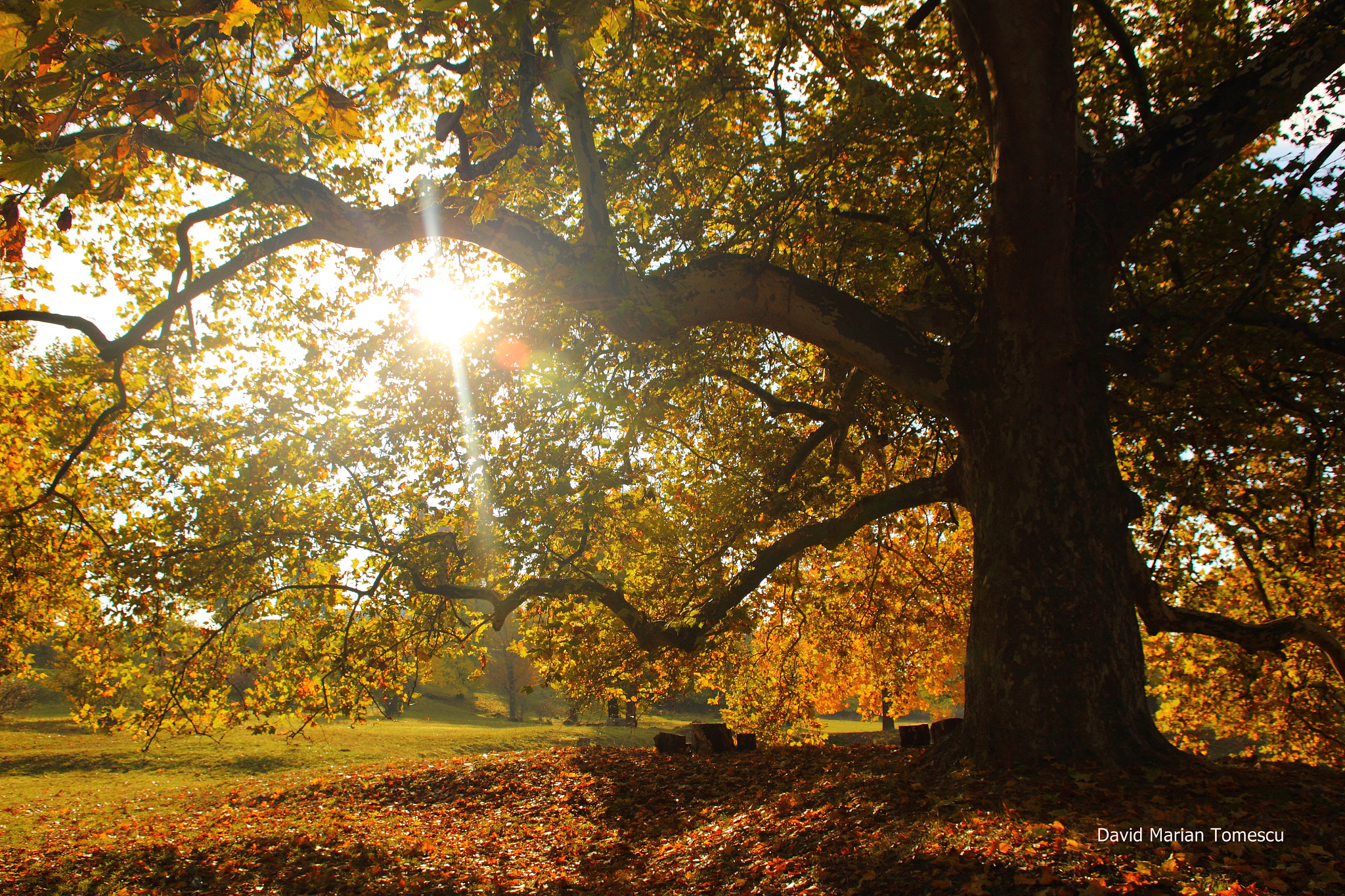 Canon EOS 600D (Rebel EOS T3i / EOS Kiss X5) sample photo. Autumn photography