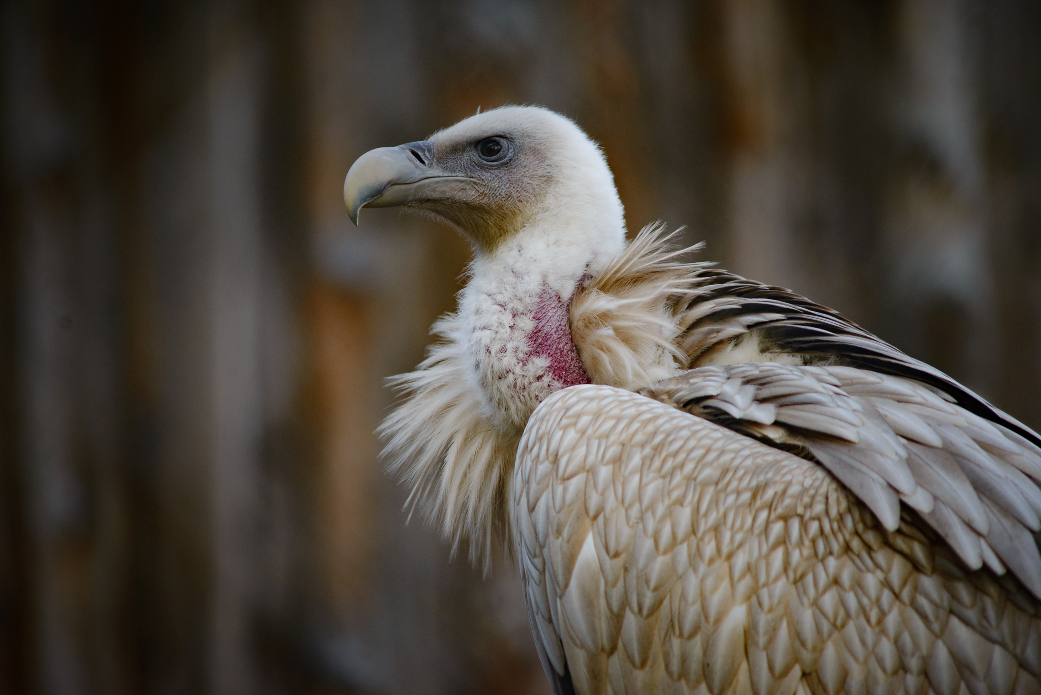 Nikon D610 + AF Zoom-Nikkor 70-210mm f/4 sample photo. Griffon vulture photography