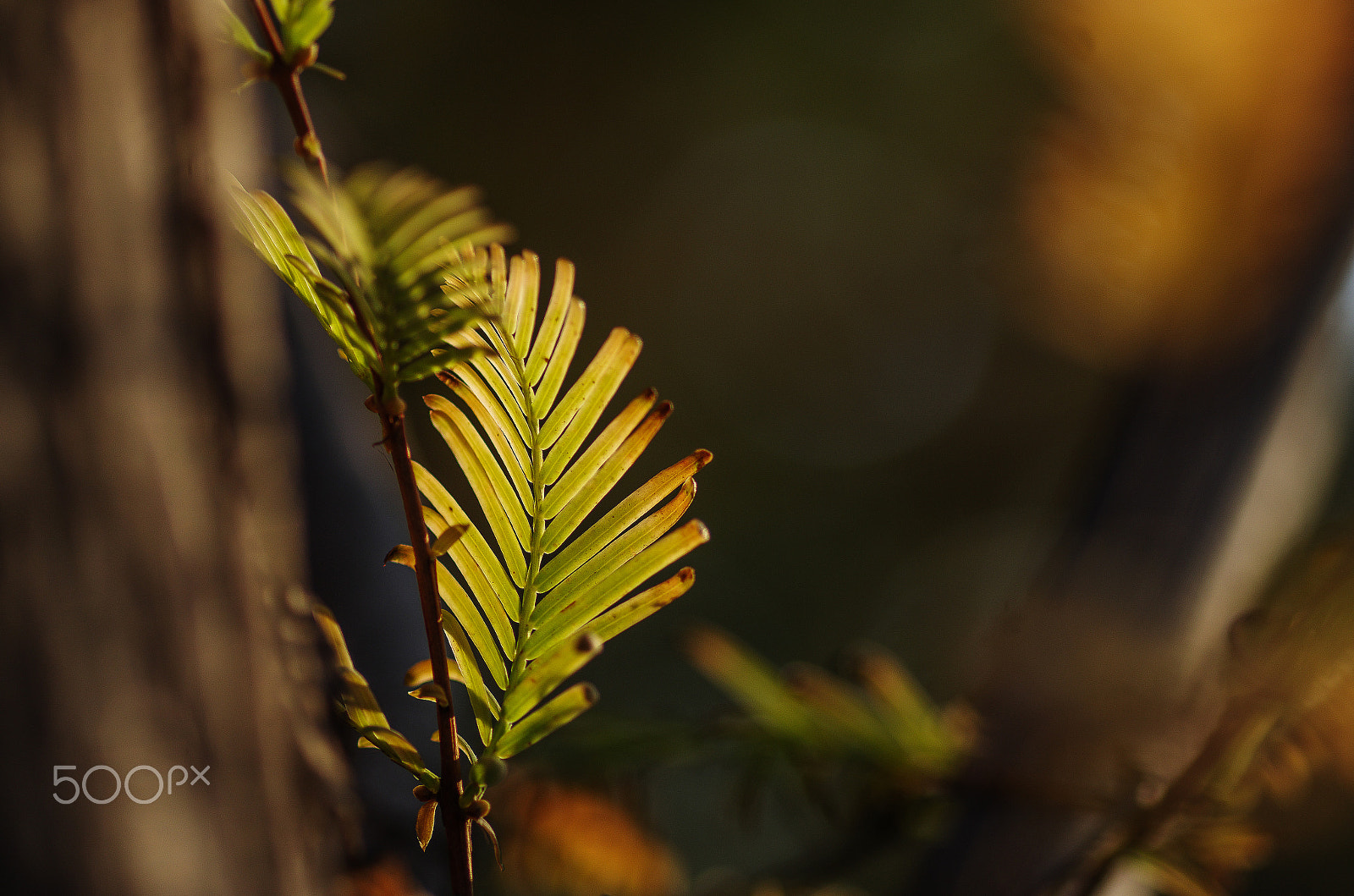 Pentax smc D-FA 100mm F2.8 Macro WR sample photo. Fall - leaves photography