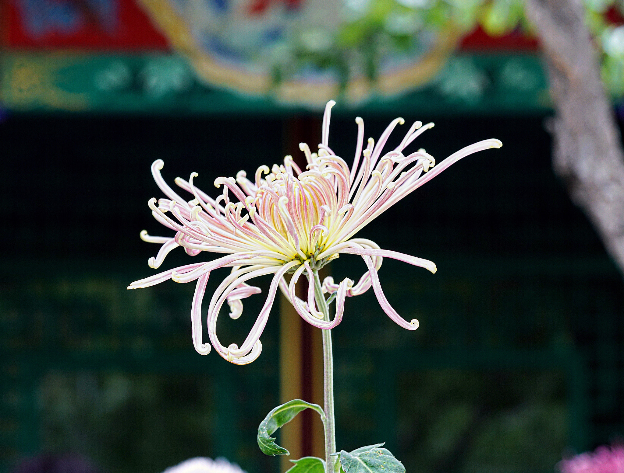 Sony a7R II + Sony FE 90mm F2.8 Macro G OSS sample photo