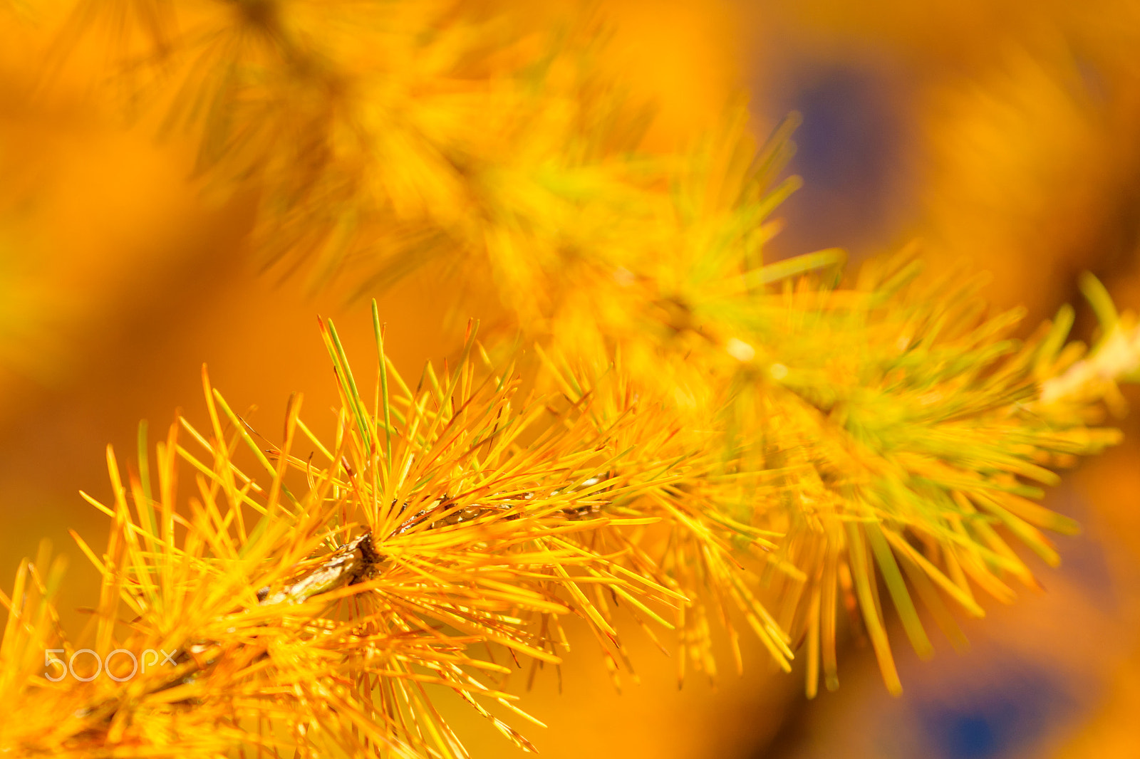 Nikon AF-S Nikkor 70-200mm F4G ED VR sample photo. Golden autumn photography