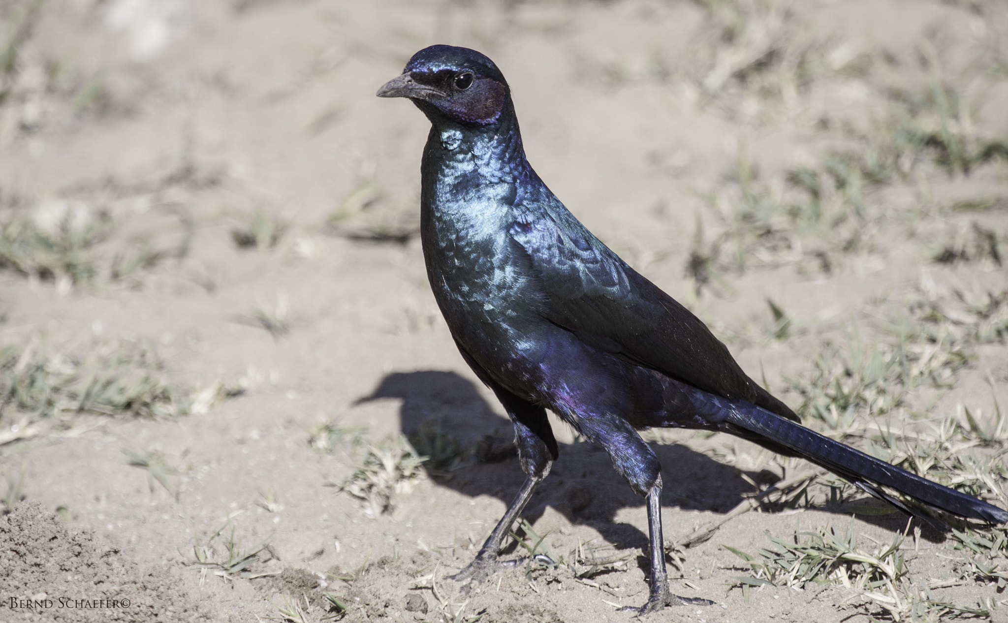 Canon EF 100-400mm F4.5-5.6L IS USM sample photo. Meve's starling photography