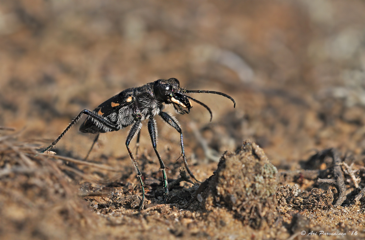 Sigma 150mm F2.8 EX DG OS Macro HSM sample photo. Tiger beetle closeup photography