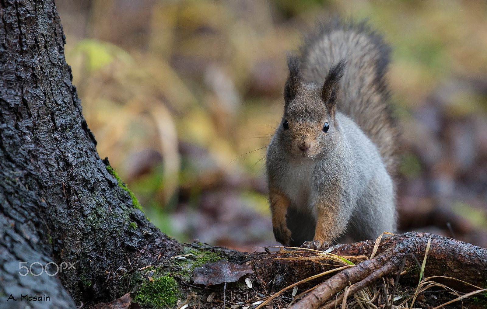 Nikon AF-S Nikkor 200-500mm F5.6E ED VR sample photo. Squirrel photography