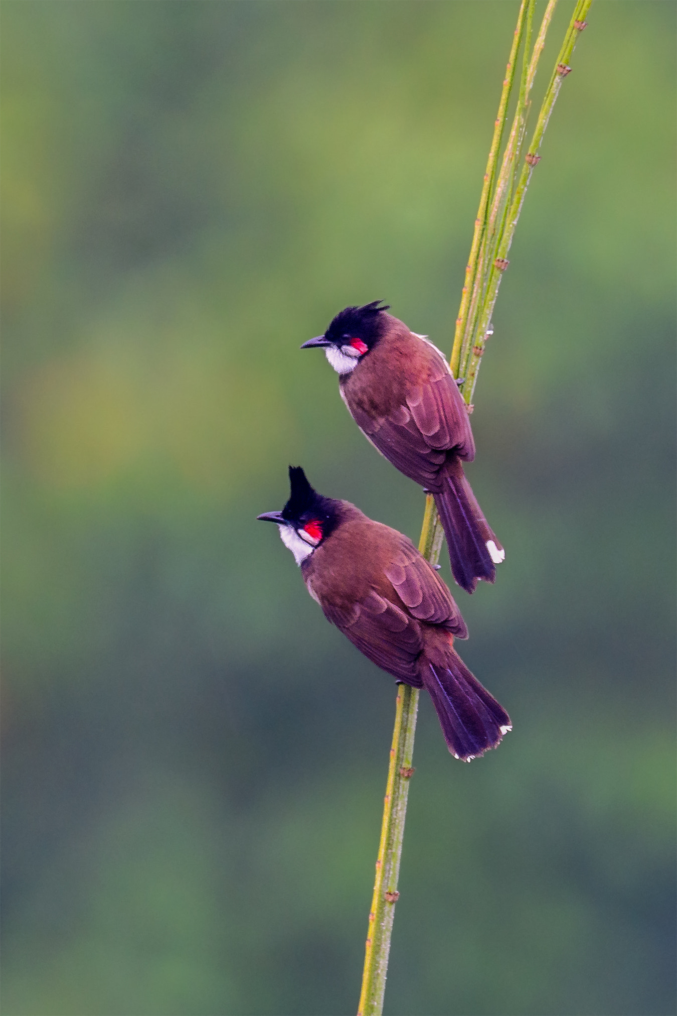 Nikon AF-S Nikkor 800mm F5.6E FL ED VR sample photo. Red-whiskered bulbul (pycnonotus jocosus) photography