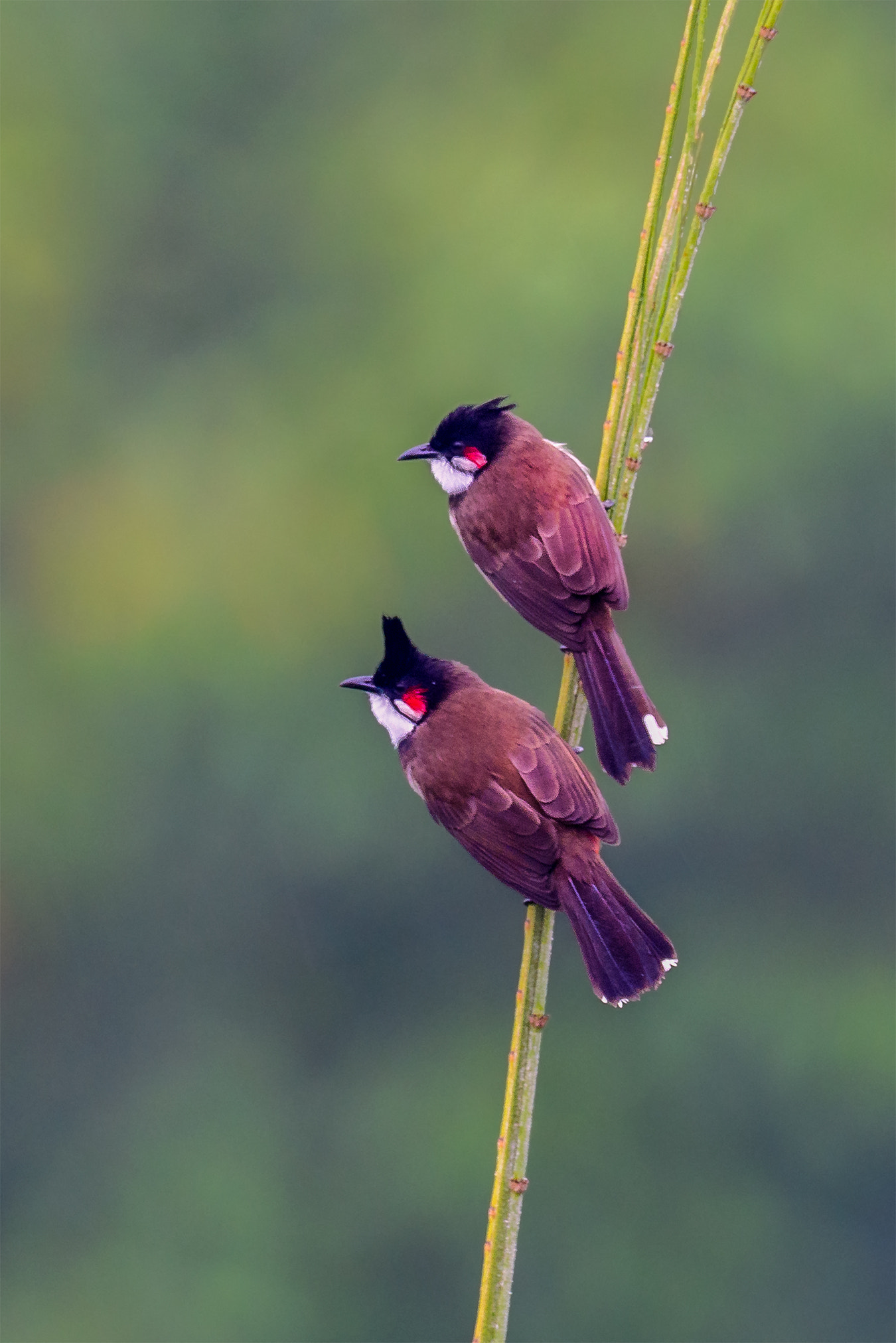 Nikon D500 + Nikon AF-S Nikkor 800mm F5.6E FL ED VR sample photo. Red-whiskered bulbul (pycnonotus jocosus) photography