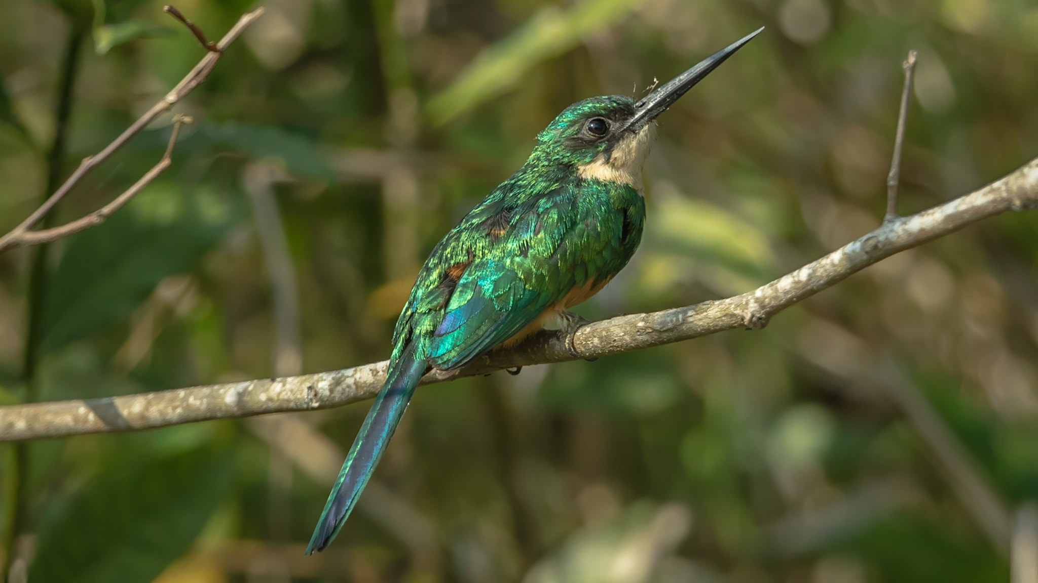 Canon EOS 5DS R + Canon EF 300mm F2.8L IS II USM sample photo. Rufous-tailed jacamar photography