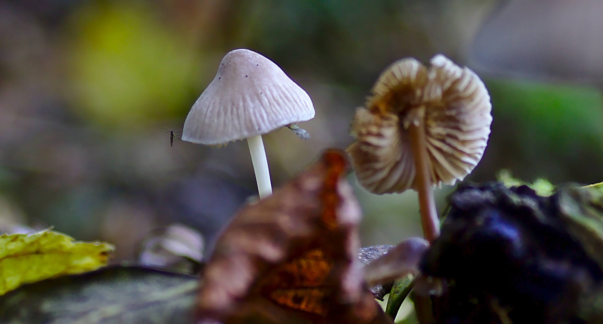 Canon EF 28-90mm f/4-5.6 sample photo. Es ist pilz zeit photography