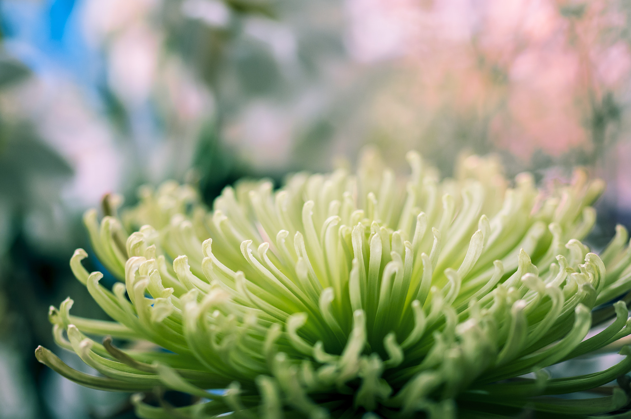 Sigma 105mm F2.8 EX DG OS HSM sample photo. Col001 photography