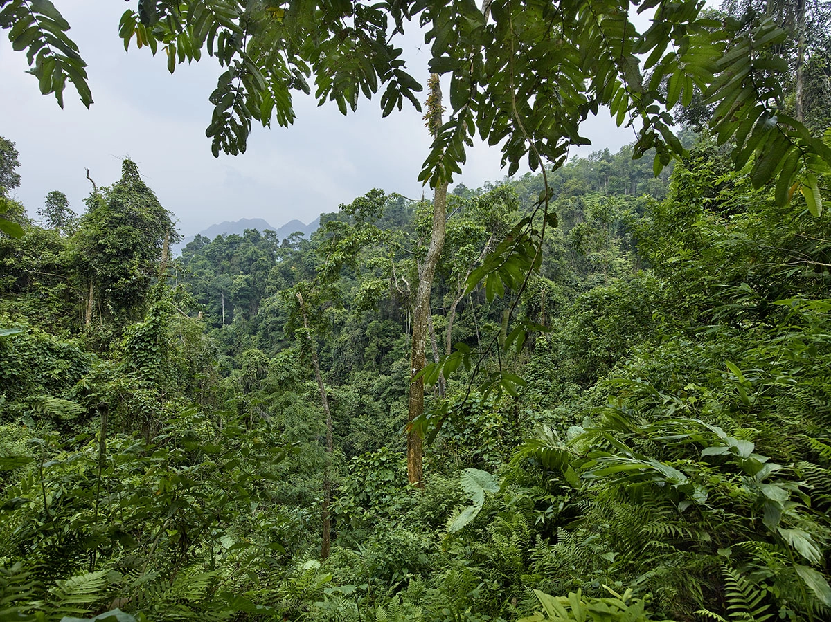 Phase One IQ260 sample photo. Windows into vietnam"s pristine nature photography