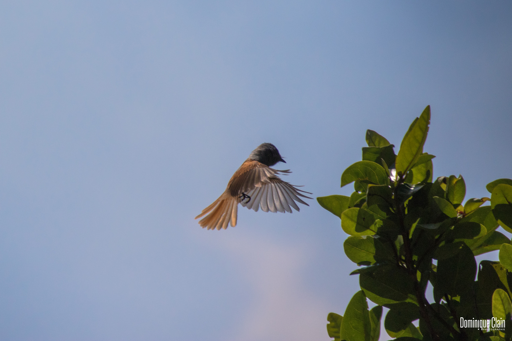 Canon EF 75-300mm F4.0-5.6 IS USM sample photo. Tec-tec en approche photography
