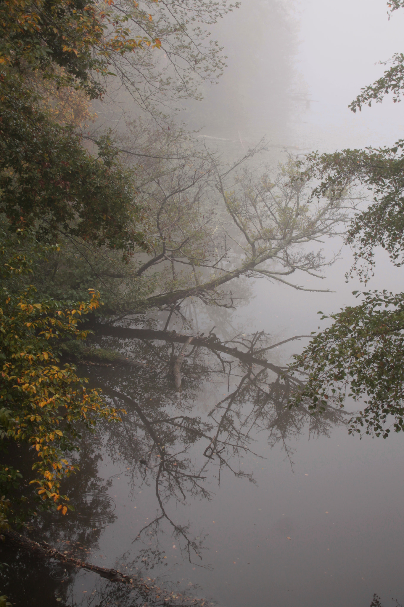 Canon EOS 1100D (EOS Rebel T3 / EOS Kiss X50) + Canon TS-E 90mm F2.8 Tilt-Shift sample photo. Trees reflecting on the water surface in the fog photography