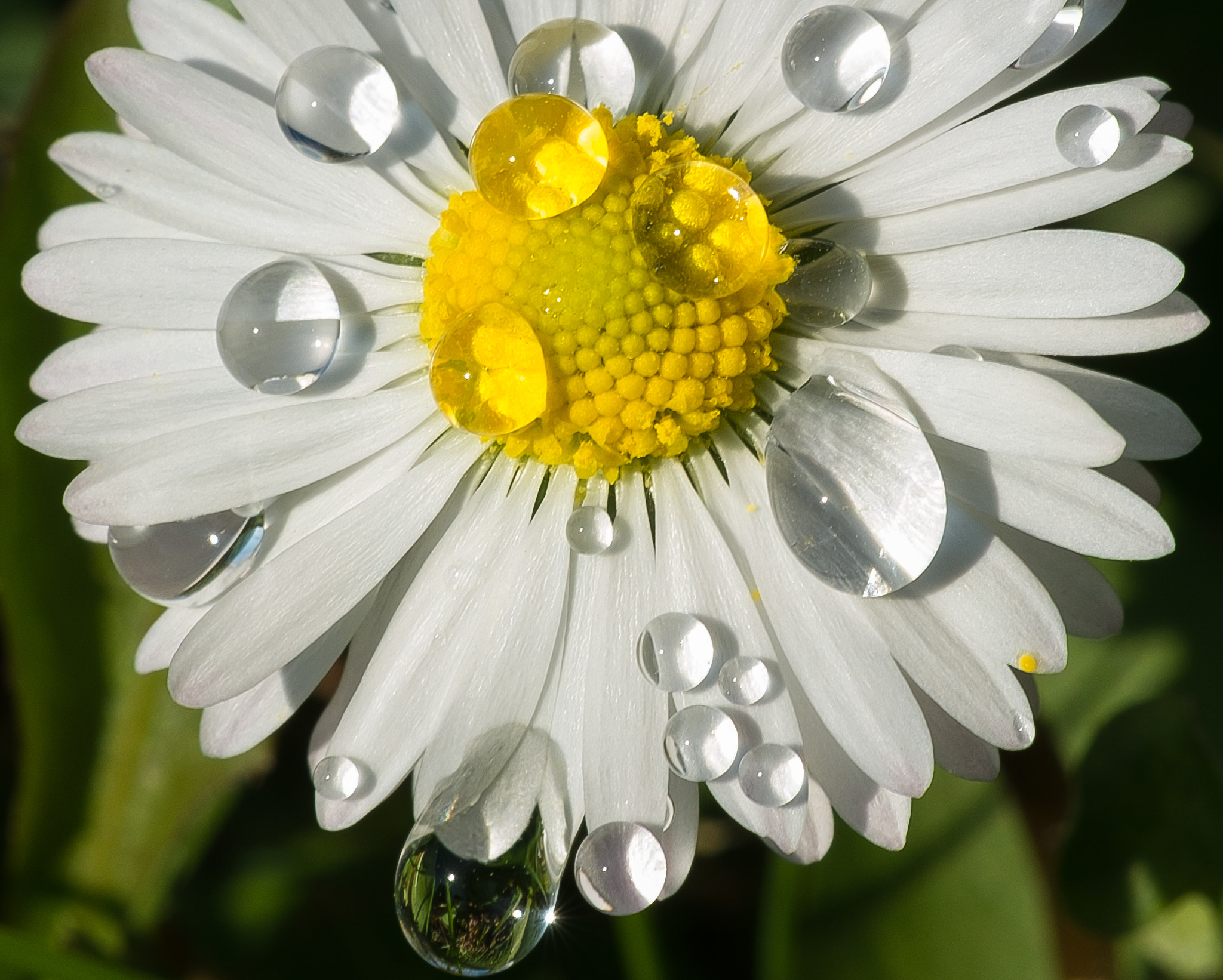 Fujifilm X-M1 + Fujifilm XF 60mm F2.4 R Macro sample photo. Unconventional macro photography