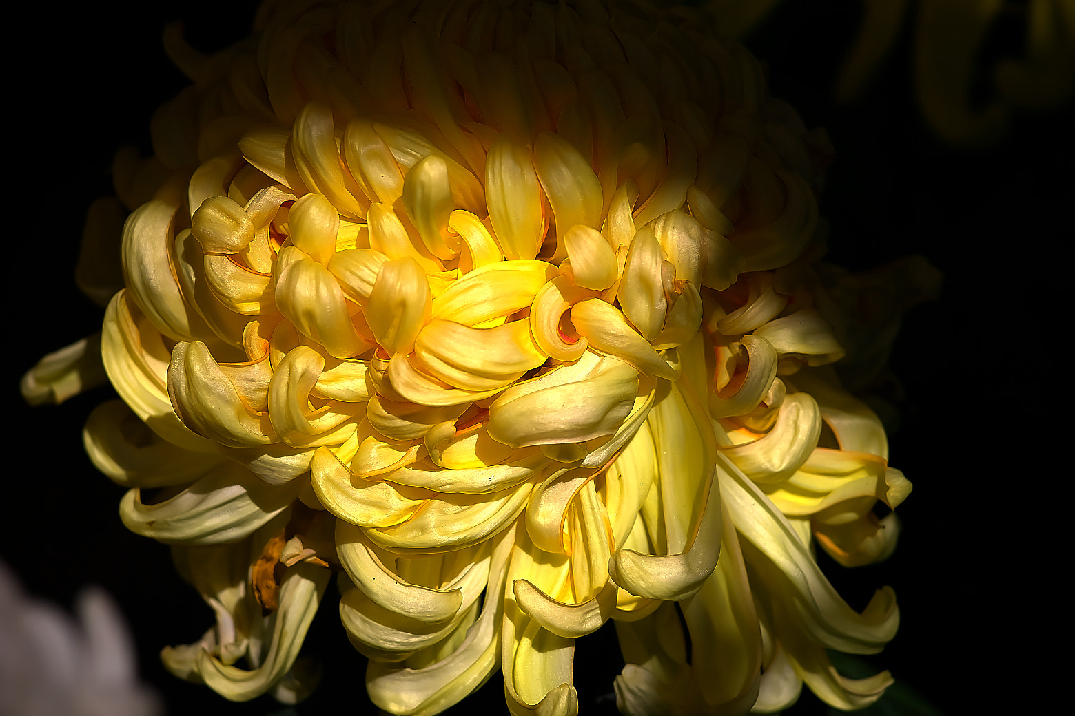 135mm F2.8[T4.5] STF sample photo. Chrysanthemum exhibition photography