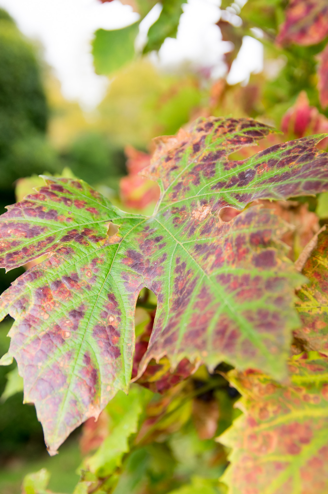 Sigma 17-50mm F2.8 EX DC HSM sample photo. Autumn vine photography