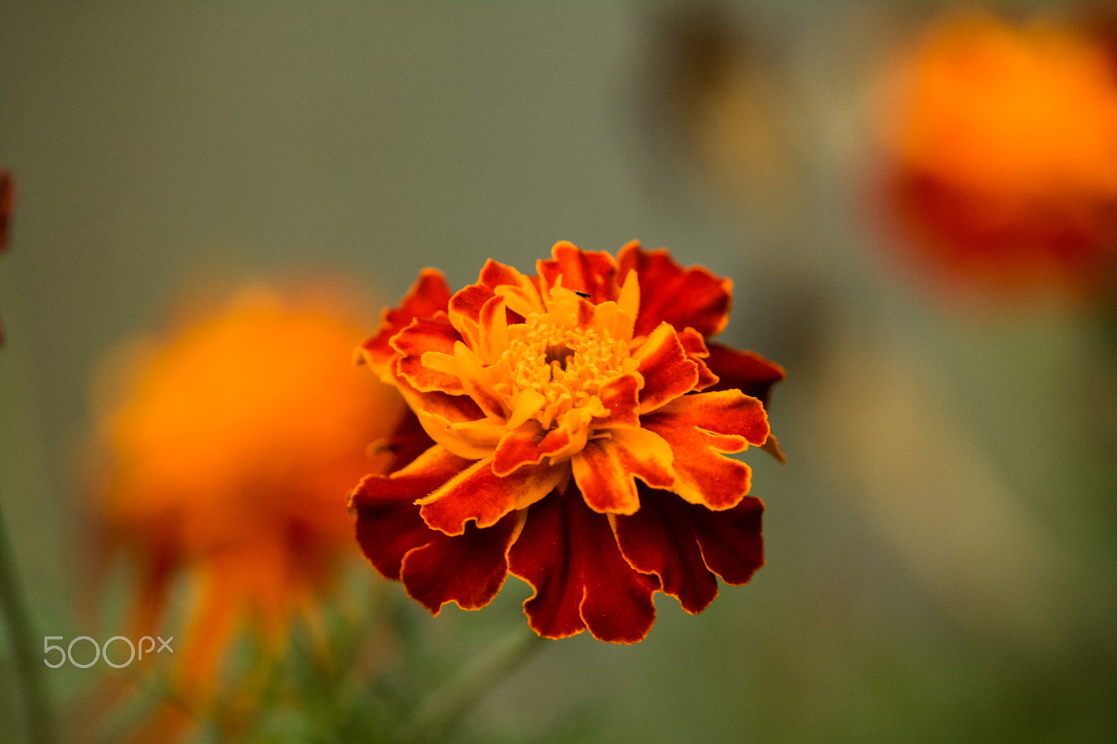 Canon EOS 50D sample photo. Beauty photography