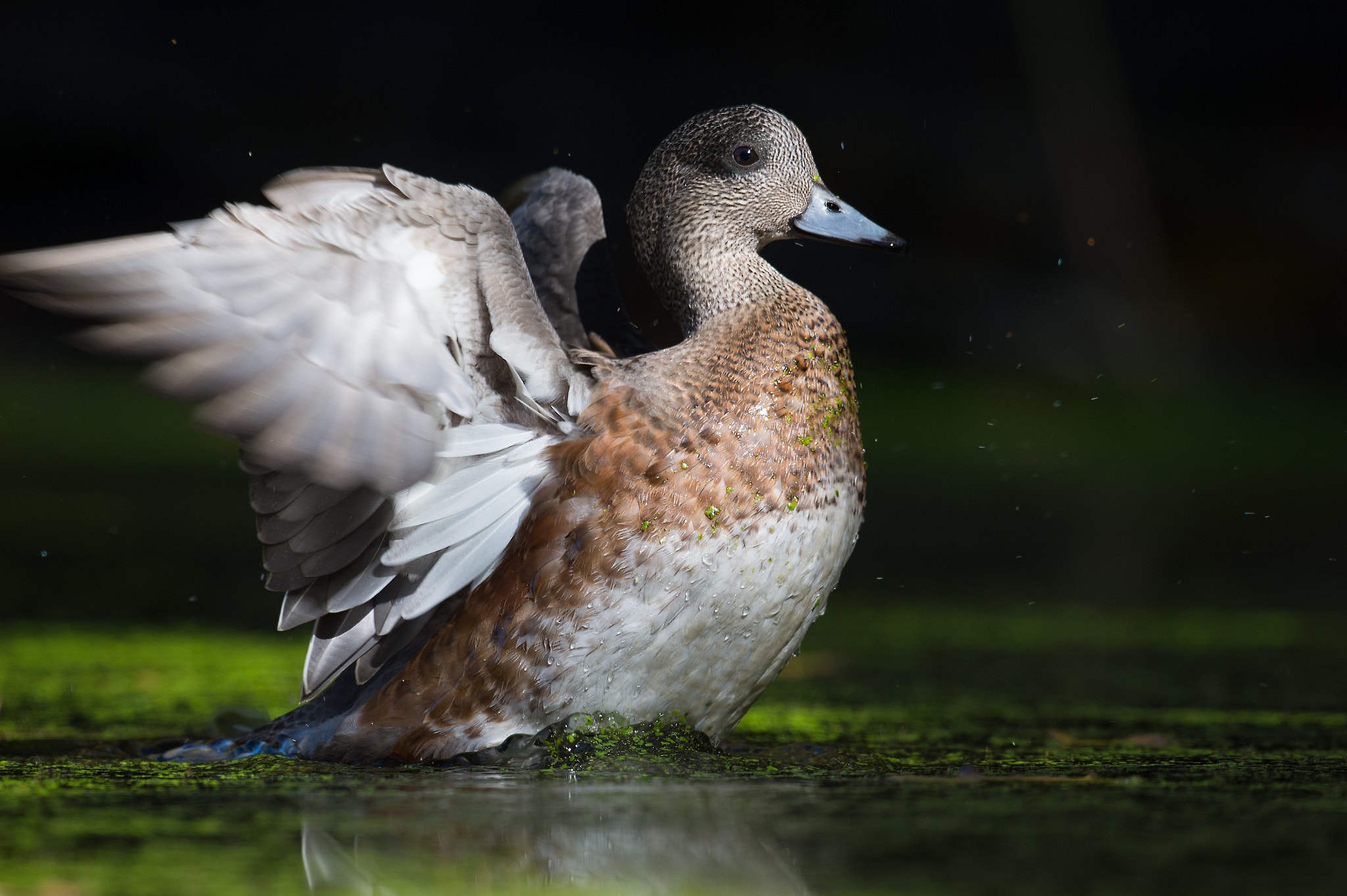 Nikon AF-S Nikkor 800mm F5.6E FL ED VR sample photo. Canard d'amerique, anas americana, american wigeon. photography