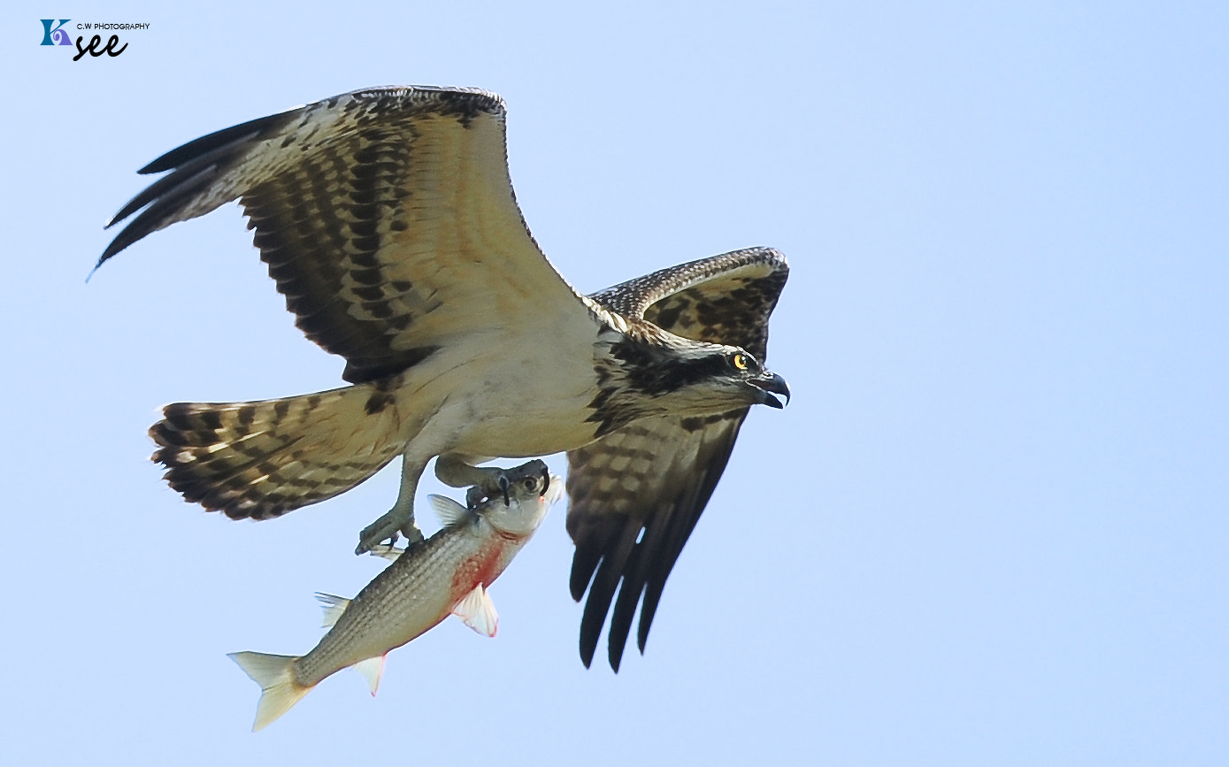 Nikon AF-S Nikkor 600mm F4D ED-IF II sample photo. Osprey photography