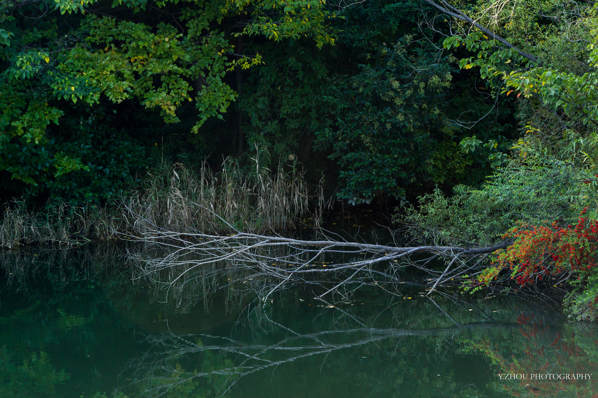 Canon EOS 600D (Rebel EOS T3i / EOS Kiss X5) sample photo. Dead tree photography