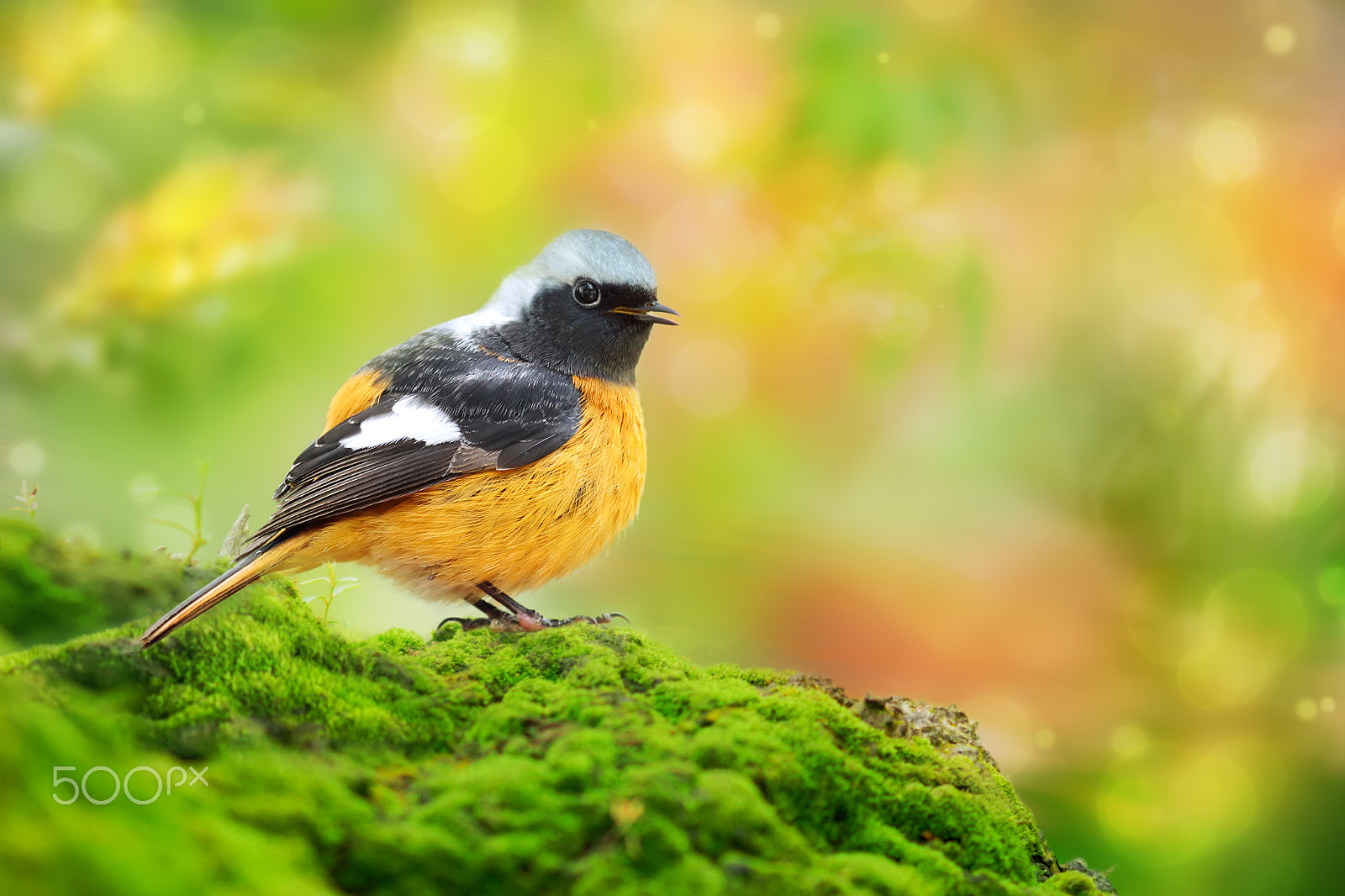 Canon EOS-1D X + Canon EF 300mm F2.8L IS USM sample photo. Little daurian redstart photography