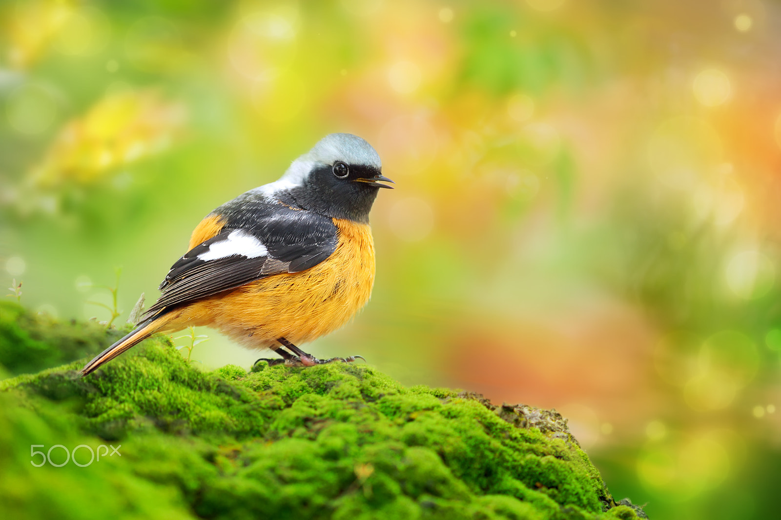 Canon EF 300mm F2.8L IS USM sample photo. Little daurian redstart photography