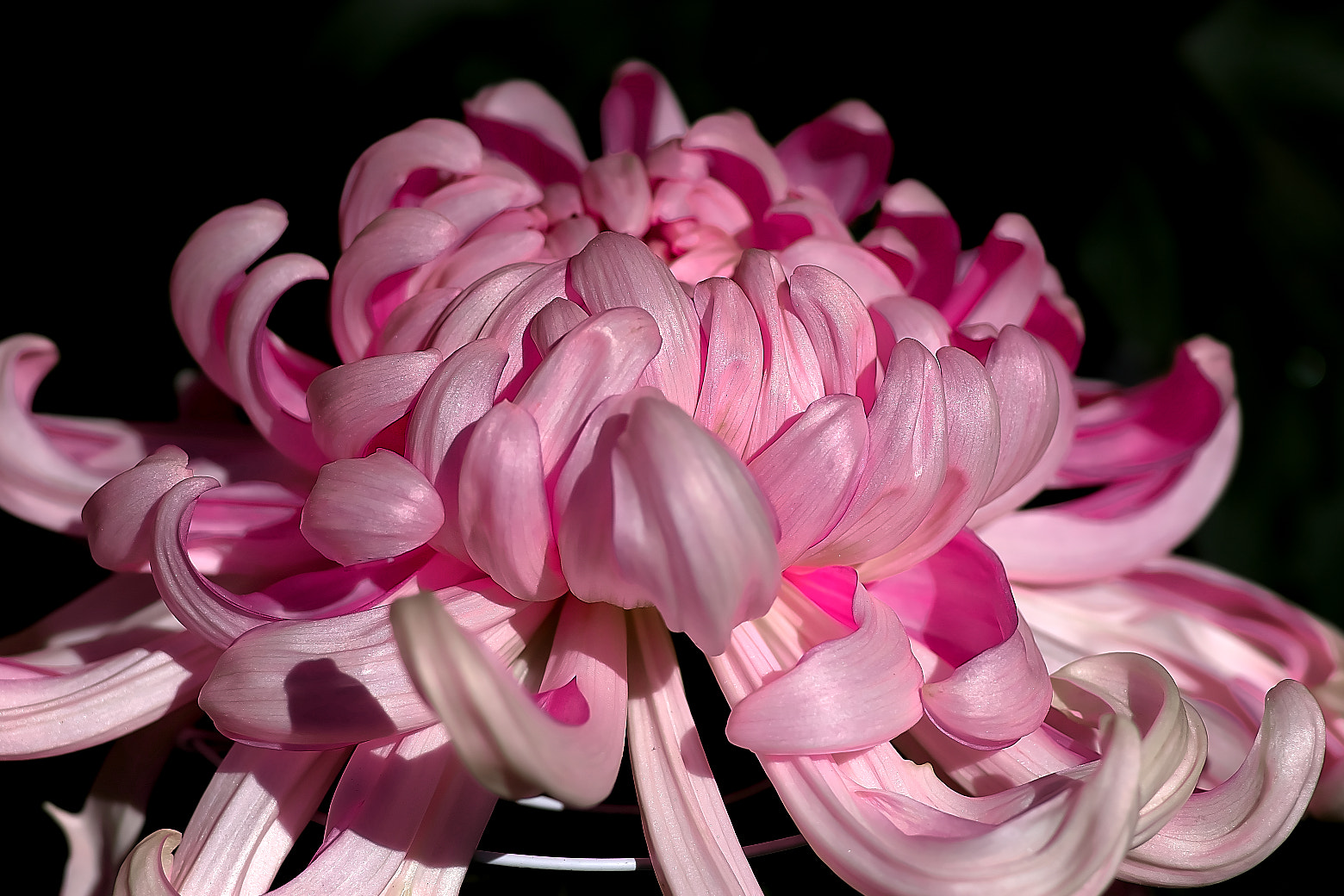 135mm F2.8[T4.5] STF sample photo. Chrysanthemum exhibition photography