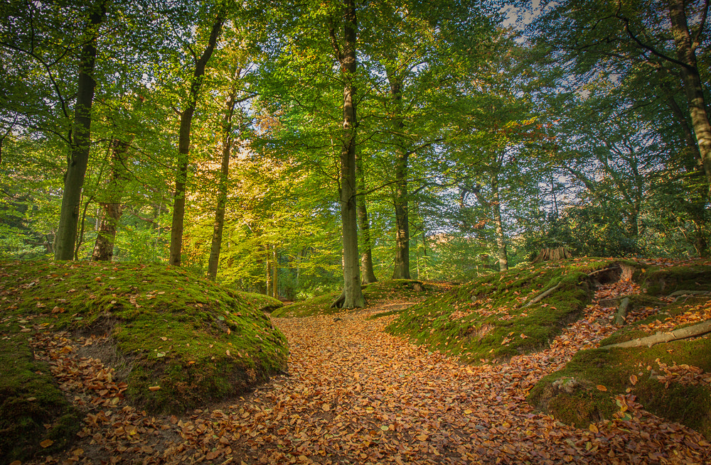 Canon EOS 50D + Canon EF-S 10-18mm F4.5–5.6 IS STM sample photo. Autumn paths photography
