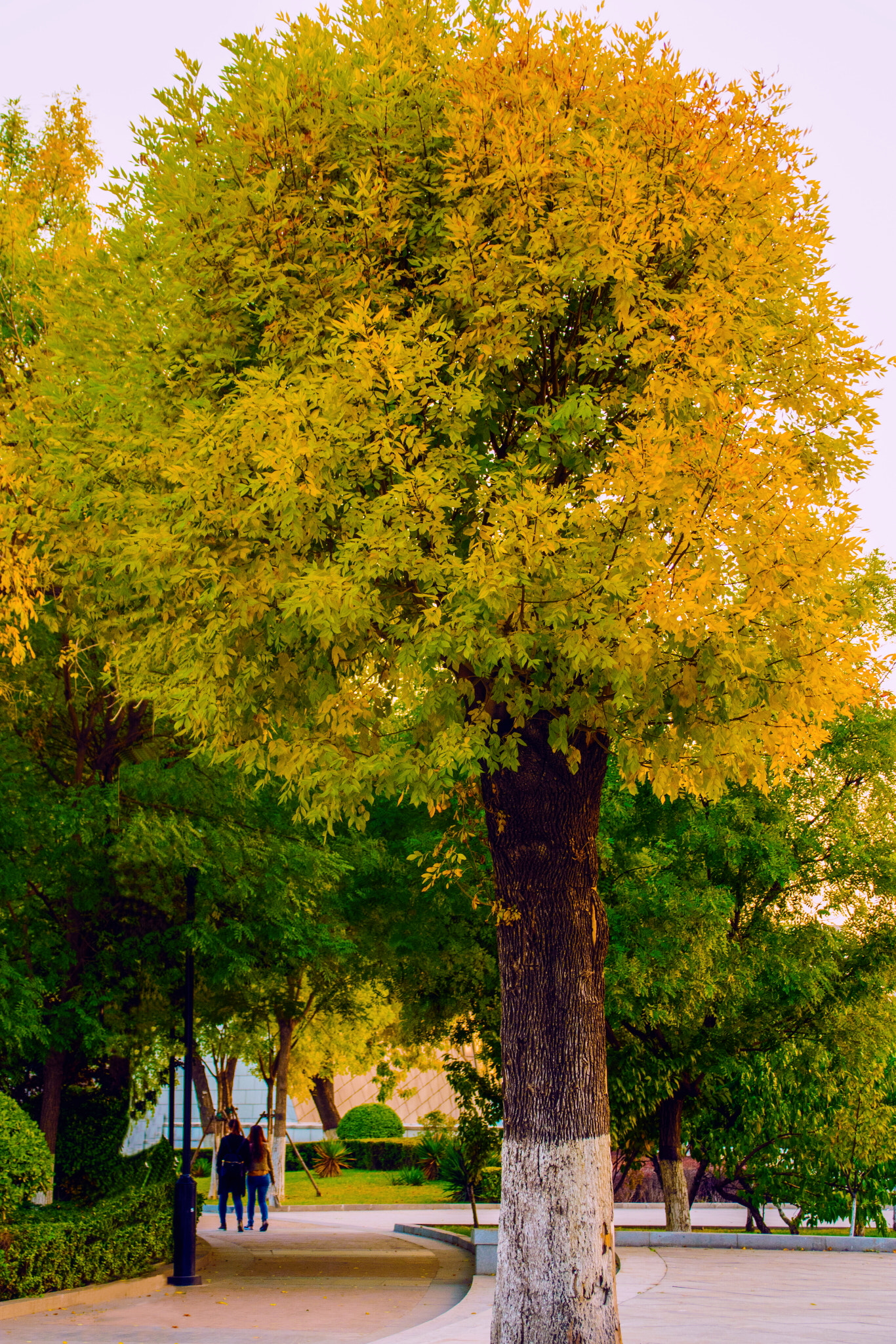 Sigma 28-300mm F3.5-6.3 DG Macro sample photo. The autumn photography