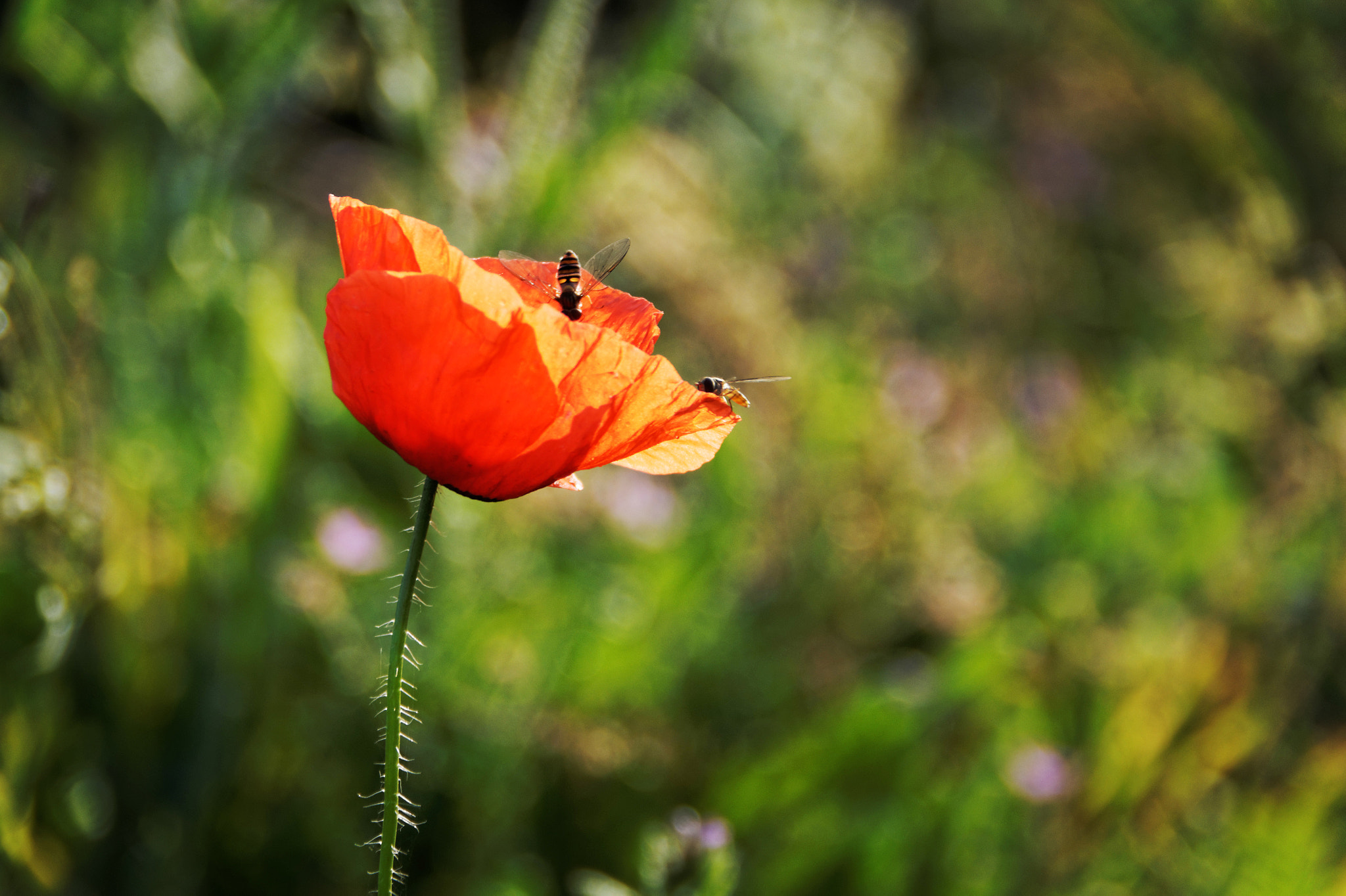 Sony DT 18-250mm F3.5-6.3 sample photo. Last glimpse of summer photography