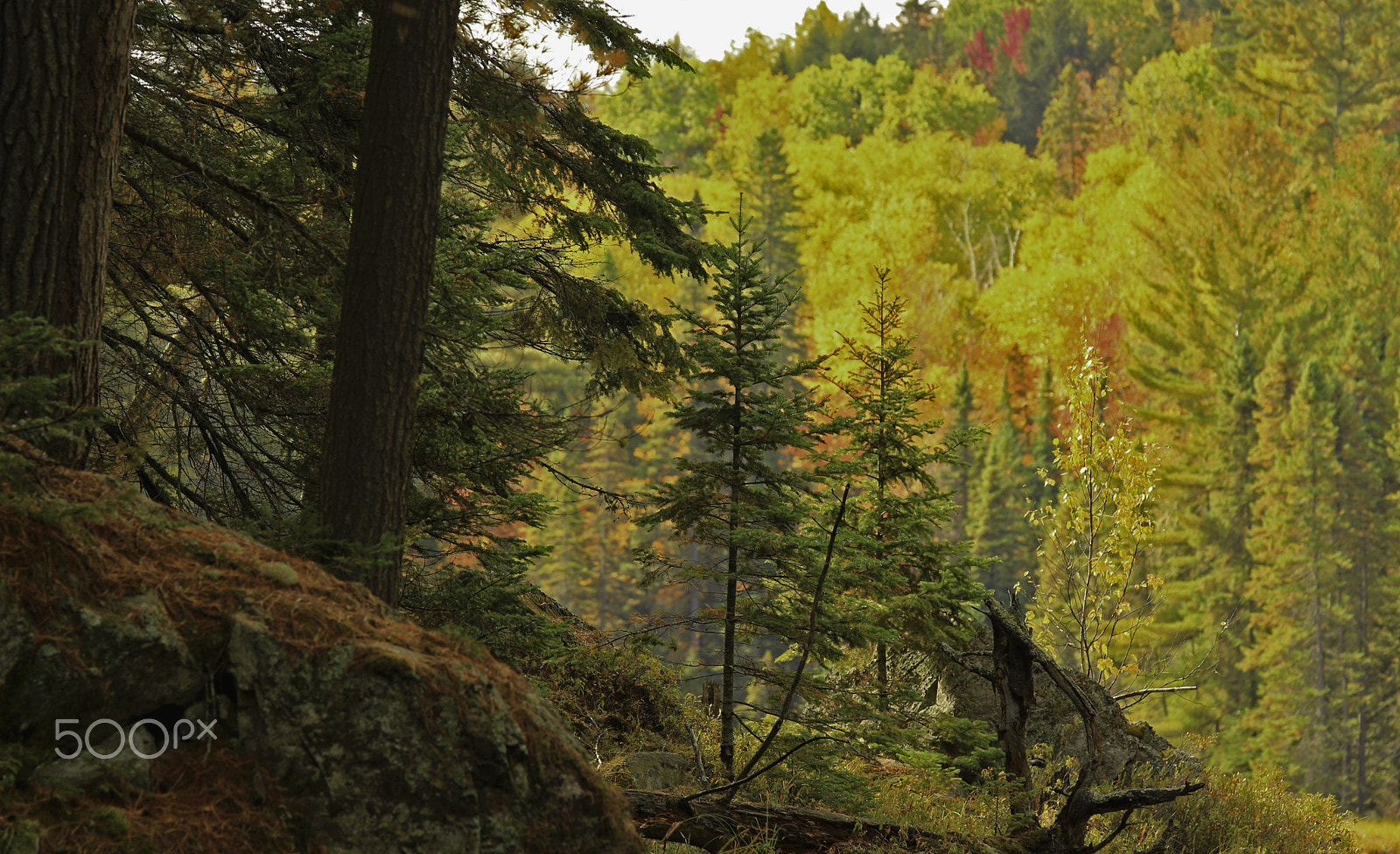 Canon EF 70-200mm F4L IS USM sample photo. Into the light - algonquin provincial park photography