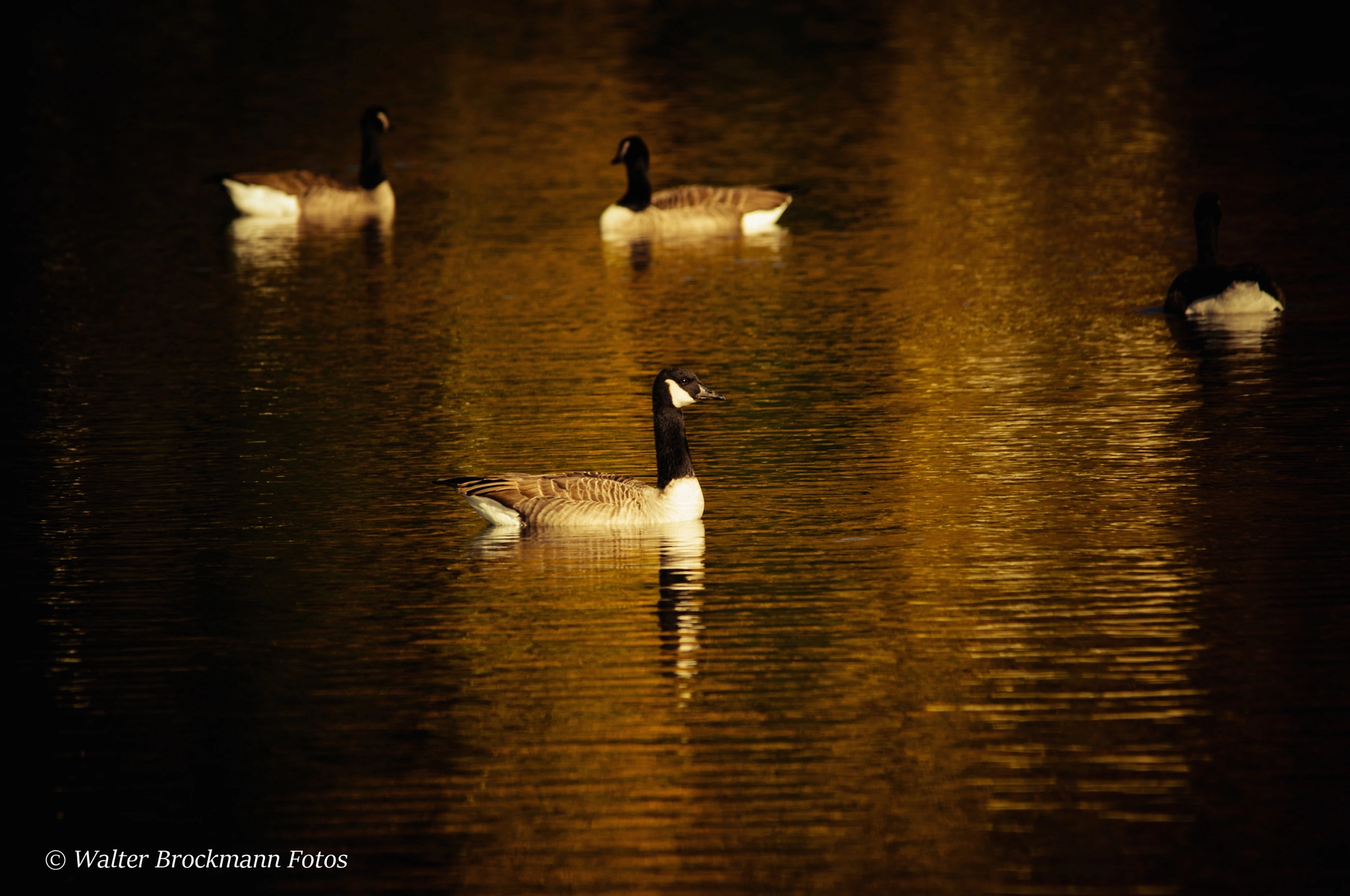 Sigma 150-500mm F5-6.3 DG OS HSM sample photo. Gänse/goose photography