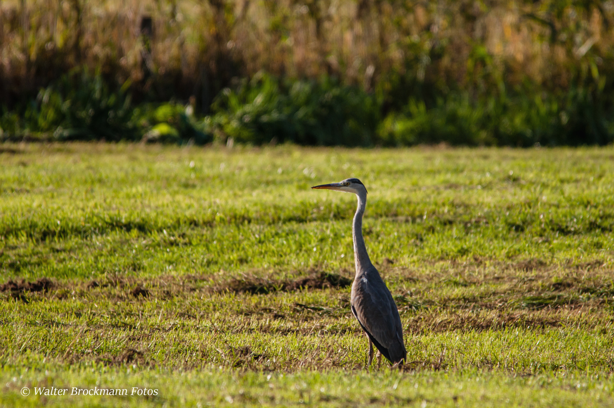 Sigma 150-500mm F5-6.3 DG OS HSM sample photo. Wasservögel/reiher photography